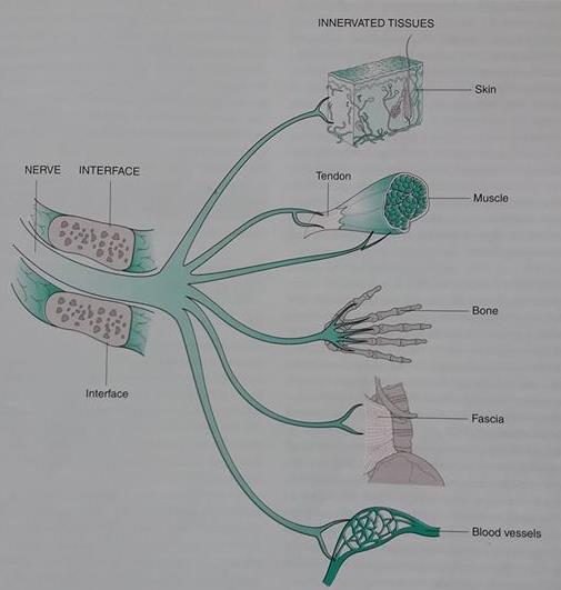 22 mahdollisuus spesifisti tutkia ja hoitaa neurodynaamista ongelmaa. (Shacklock 2005, 4.) Tuki- ja liikuntaelimistö ympäröi hermostoa mekaanisesti.