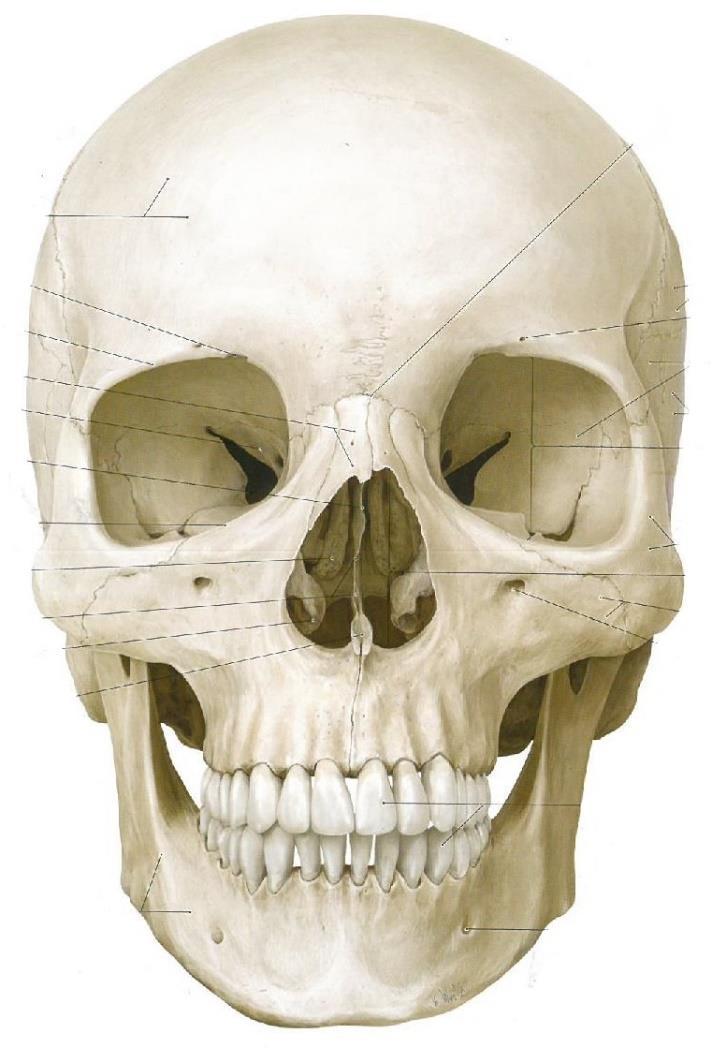 13 Kuva 1. Pään luinen rakenne (Mukailtu Gilroy, MacPherson & Ross 2012, 479) Leukanivel (Kuva 2) on synoviaalinivel, josta käytetään lyhennettä TMJ (temporomandibular joint).