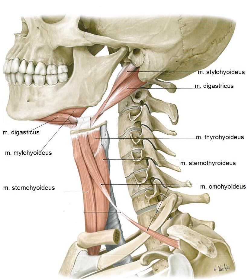 17 Kuva 5. Kieliluulihakset (Mukailtu Gilroy ym. 2012, 519) 3.2.3 Purentaelimistön ligamentit ja hermotus Ligamenteista käytämme lyhennettä lig., joka tulee latinan kielen sanasta ligament.