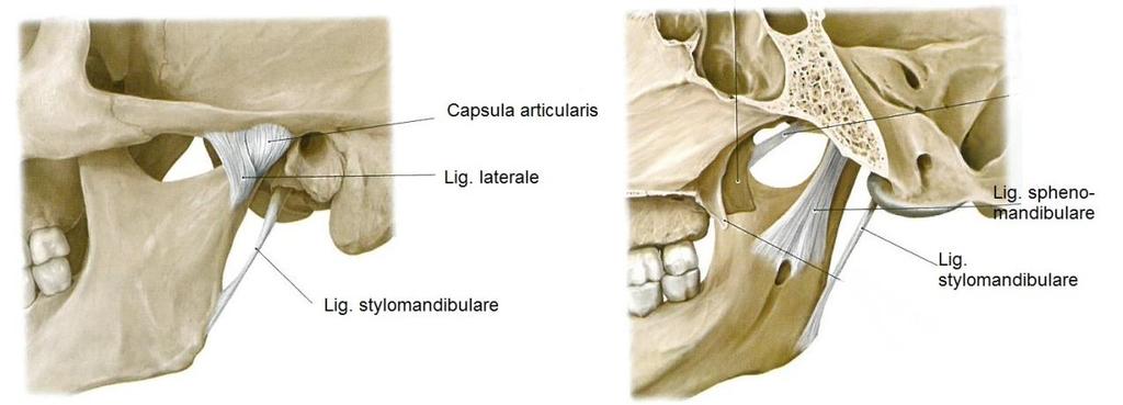 18 Kuva 6. Leukanivelen ligamentit (Mukailtu Gilroy ym. 2012, 570) Hermoista käytämme lyhennettä n., joka tulee latinan kielen sanasta nervus.