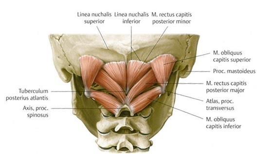 21 C2-nikaman okahaarakkeesta (processus spinosus) ja kiinnittyy takaraivoluuhun (os occipitale) sekä C1-nikaman poikkihaarakkeeseen (processus transversus).