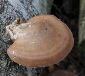 Käävät ovat sieniä, jotka kasvavat yleensä puulla.