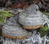 Maan alla tai lahopuun sisällä elää sienirihmasto, joka hajottaa eloperäistä aineista jälleen kasvien käyttöön sopivaan muotoon.