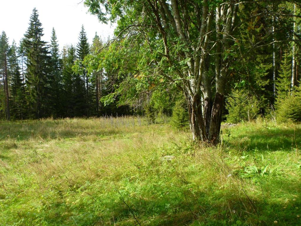 Räkäsuon