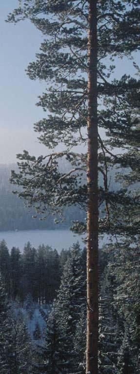Metsäntutkimus 4/2005 terveydentilan Suomen koordinaattori John Derome on kiireimies. Ohjelmaan liittyvät tehtävät kuljettavat häntä Suomesta joismaihin ja muualle Eurooppaan pitkin vuotta.