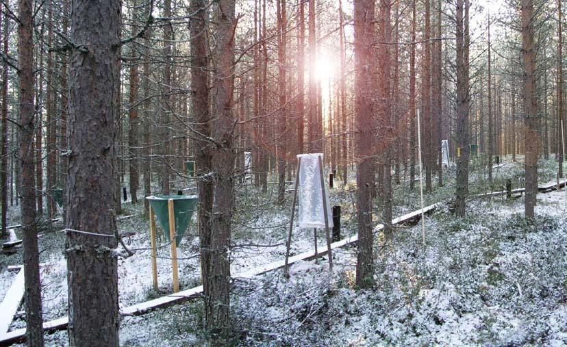 Metla/Jouni Hyvärinen Heikki Posio on yksi lukuisista metsien terveydentilan tarkkailijoista ympäri Eurooppaa. He keräävät yli 6000 havaintoalalta tietoa puista ja metsäluonnosta.