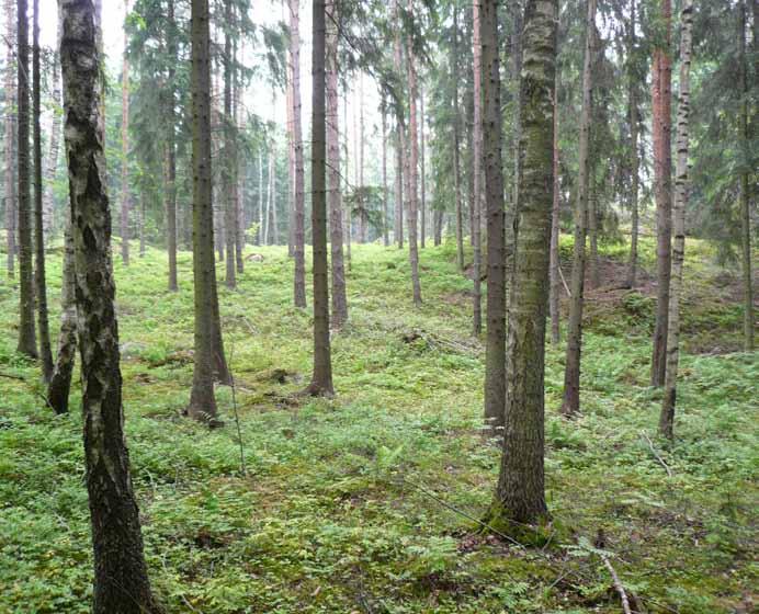 Alueen oloista ja ominaisuuksista johdetut tavoitteet Alueen suunnittelussa ja rakentamisessa tue huomioida alueen sijainti Tasträsket:n tuntumassa.