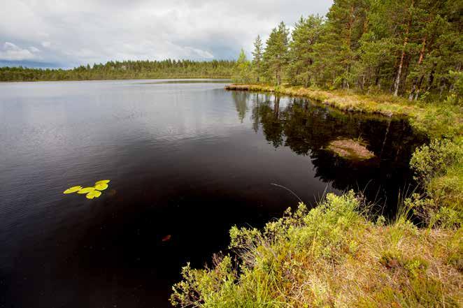 Kuva 13. Ylemmässä kuvassa Matkunlammin itärantaa 8.7.