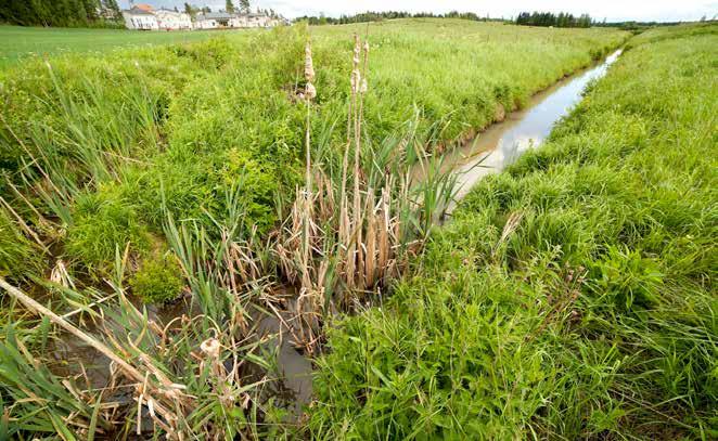 laaksossa. Kosteikkoalueen altaassa kiintoaine laskeutuu pohjaan, ja ilmaversoiskasvit käyttävät siinä olevia ravinteita, jotka voidaan myöhemmin poistaa niittämällä ja kompostoimalla kasvimateriaali.