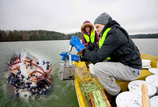 Kun noudin on laskeutunut pohjaan, teräksinen paino lähtetään narua pitkin vapauttamaan leuat.