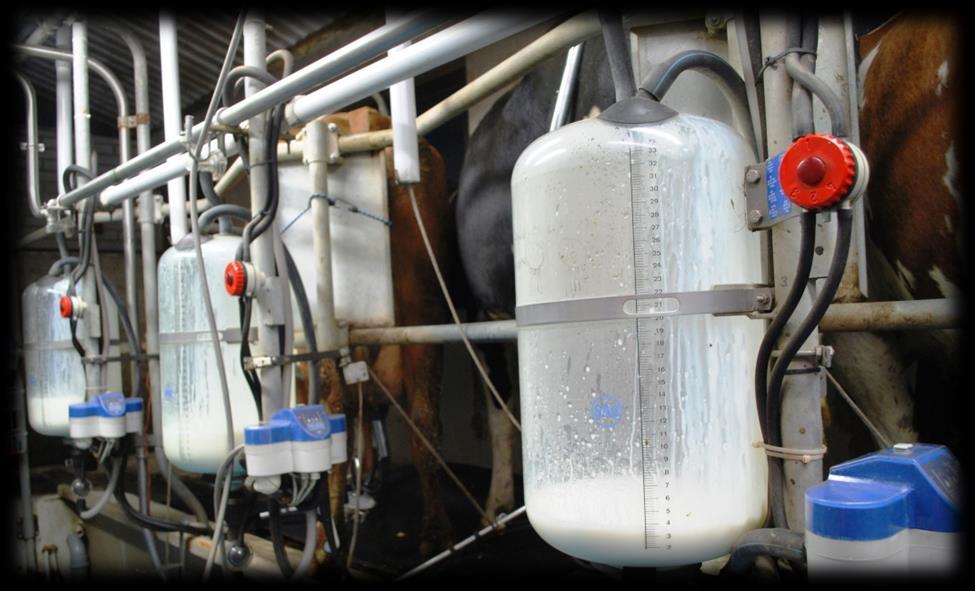 Riski vaarallisten bakteerien joutumisesta maitoon Jos tilalla on tarttuvia tauteja ja separoitua kuivajaetta käytetään