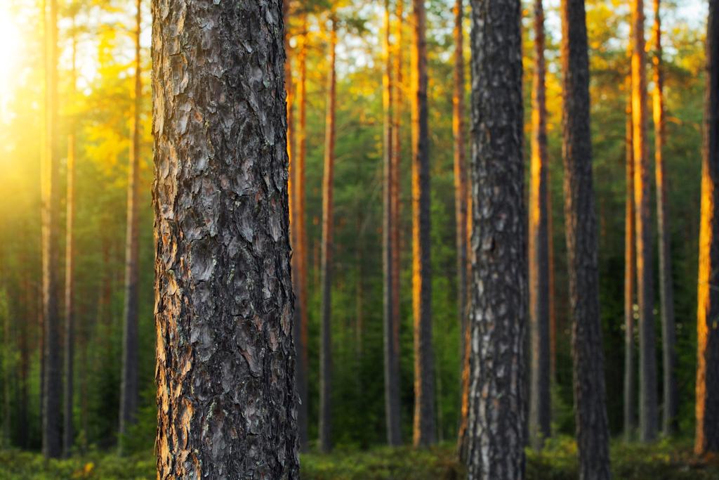 Metsäbiotalouden edunvalvonnan tehostamispotentiaali on koko arvoketjun