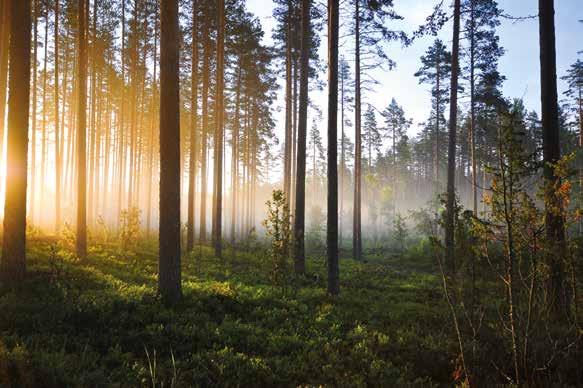 Tunnista oman metsäsi