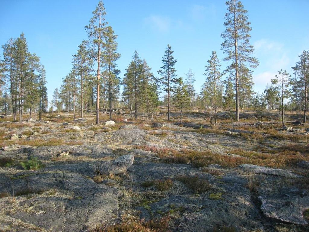 9 6. Harrivaara, Rovaniemi Kohteen tunnus: PJL3-2005-30 Karttalehti: T4324L Alueen pinta-ala: 8,2 ha Korkeus: 190 m mpy Suhteellinen korkeus: 60 m Kivilaji: Migmatiitti Alueen arvot: Muut arvot: