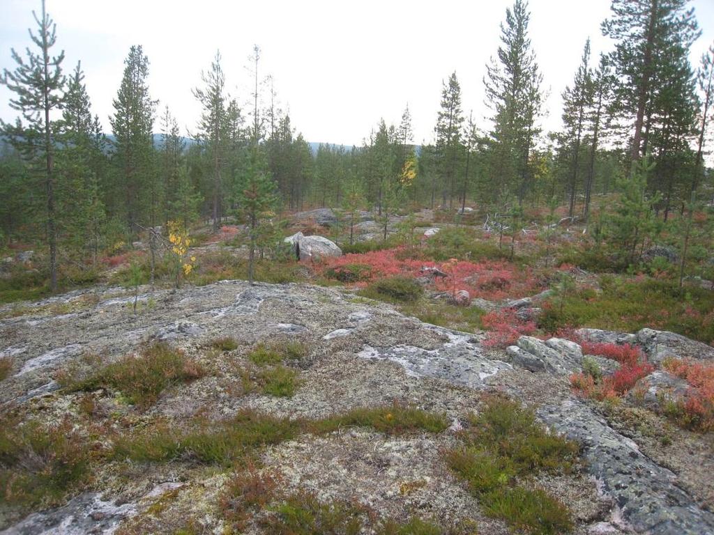 12 8. Isovaara, Rovaniemi Kohteen tunnus: RKV$-2014-40 Karttalehti: T4423L Alueen pinta-ala: 2,9 ha Korkeus: 155 m mpy Suhteellinen korkeus: 60 m Kivilaji: Graniitti/Migmatiitti Alueen arvot: Muut