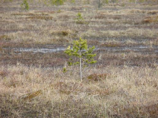 Suon keskiosissa koivu esiintyy yleisenä puuna, pohjakerroksessa jouhisara on runsas. Matalaa rimpipintaa on yleisesti. Keskiosissa lintuhavaintoina olivat yksi kuovi ja yksi liro.