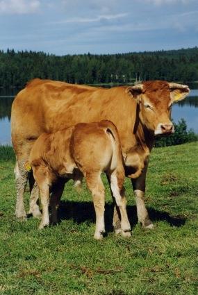Limousin kasvattajien talvipäivät, Ähtäri 27.01.