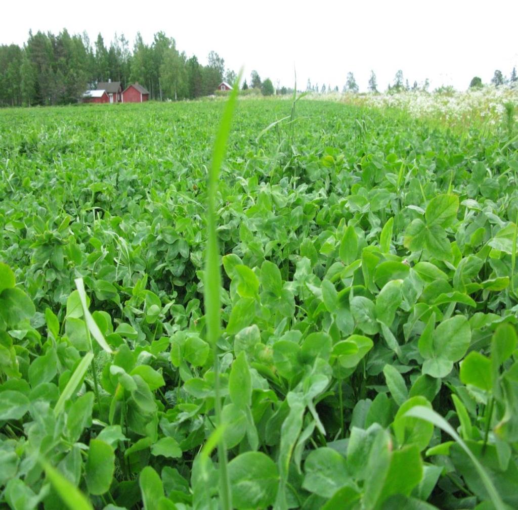 Nämä kuvat samana päivä otettuja 18.06.