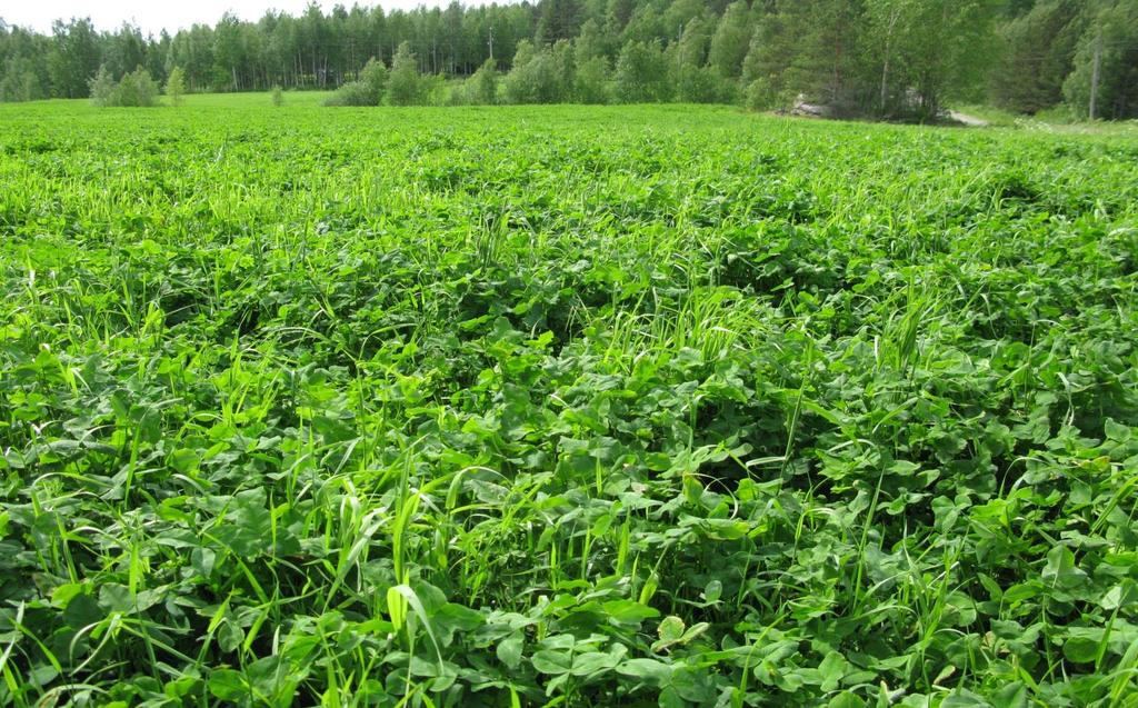 Ensimmäisen vuoden apilanurmi vaatii kauran pahnaa kaverikseen ruokintaan, että eläinten mahat kestää sekä peruste on että viljan oljet otetaan