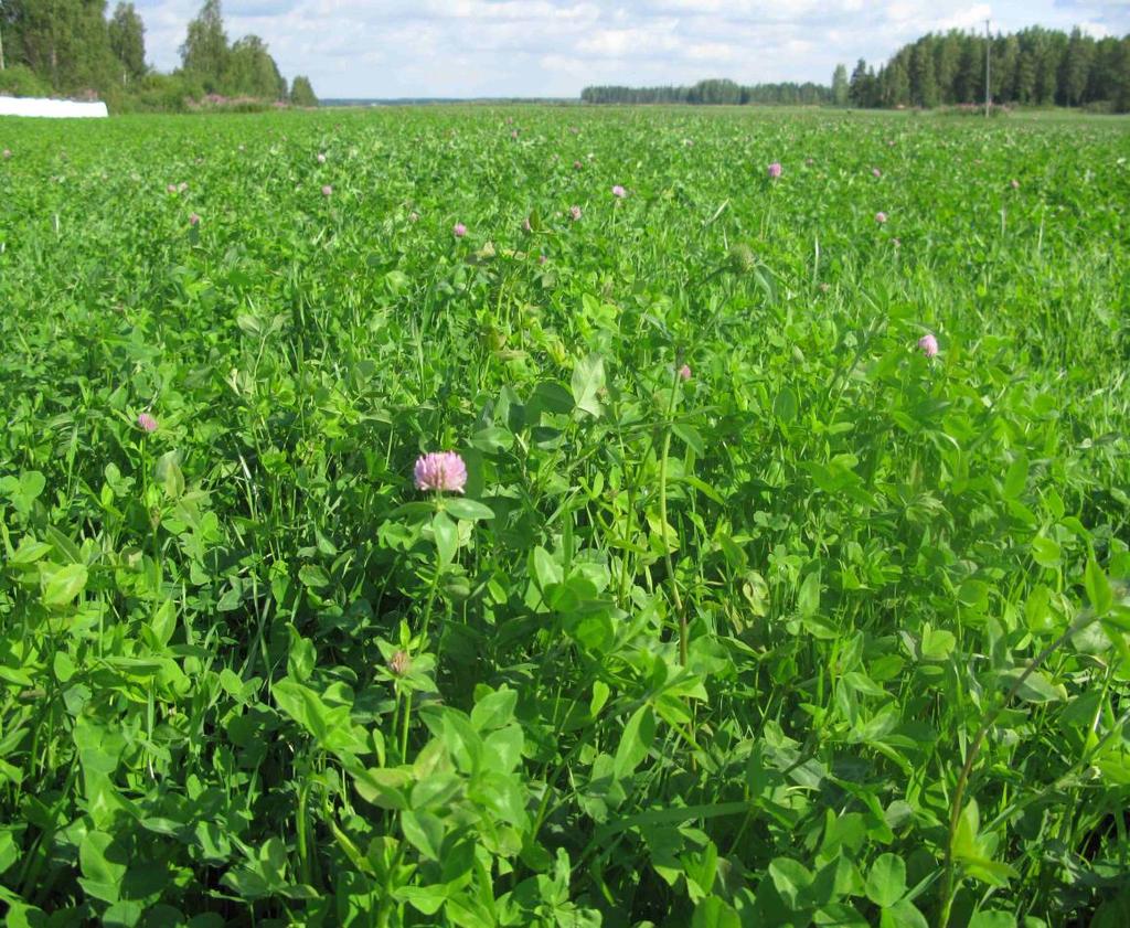 Maalajien merkitys viljelyssä Alsike- apila turvemultamaalla Laihialla Kylvetty 4 kg/ ha Matala
