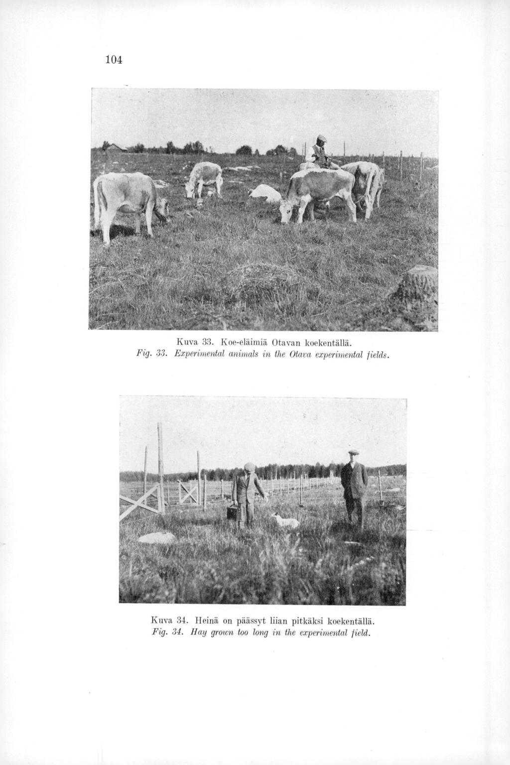 104 Kuva 33. Koe-eläimiä Otavan koekentällä. Fig. 33. Experimental animals in the Otava experimental fields.