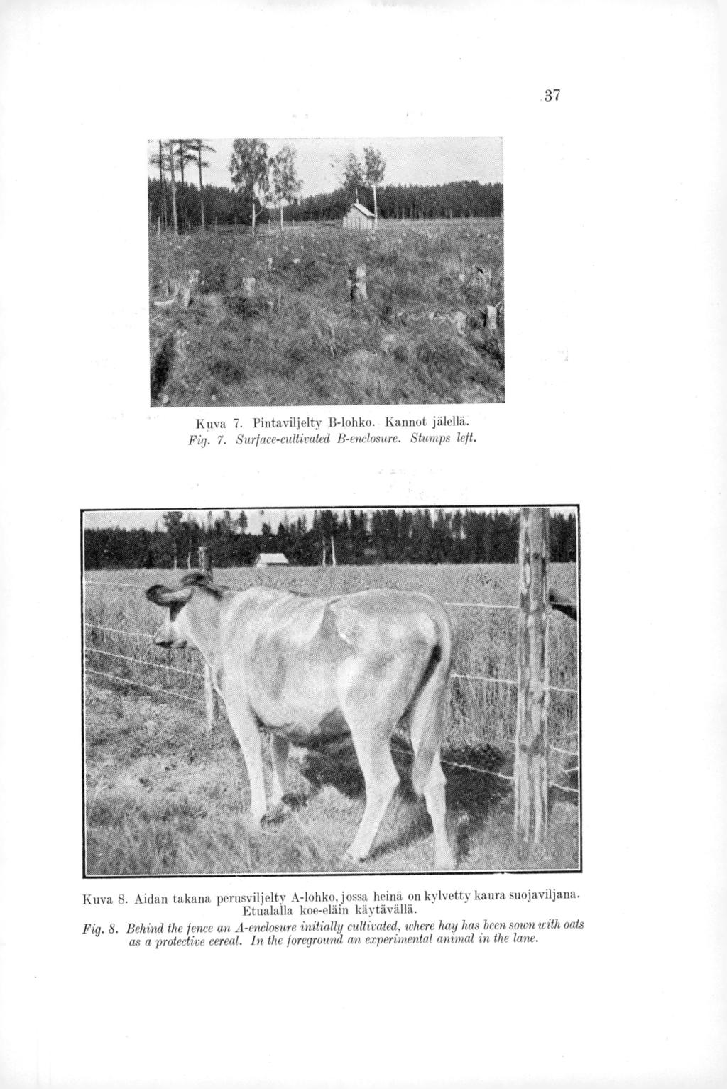 37 Kuva 7. Pintaviljelty B-lohko. Kannot jälellä. Fig. 7. Surface-cultivated B-enclosure. Stumps left. Kuva 8. Aidan takana perusviljelty A-lohko, jossa heinä on kylvetty kaura suojaviljana.