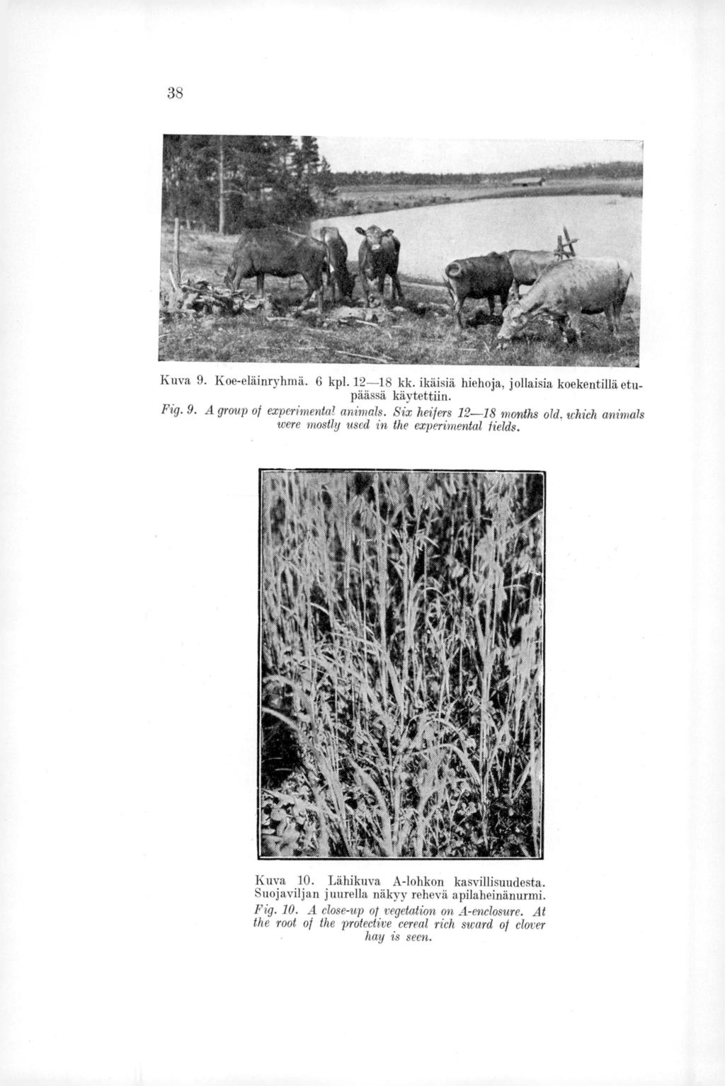 3 Kuva 9. Koe-eläinryhmä. 6 kpl. 12-18 kk. ikäisiä hiehoja, jollaisia koekentillä etupäässä käytettiin. Fig. 9. A group of experimental anirnals.