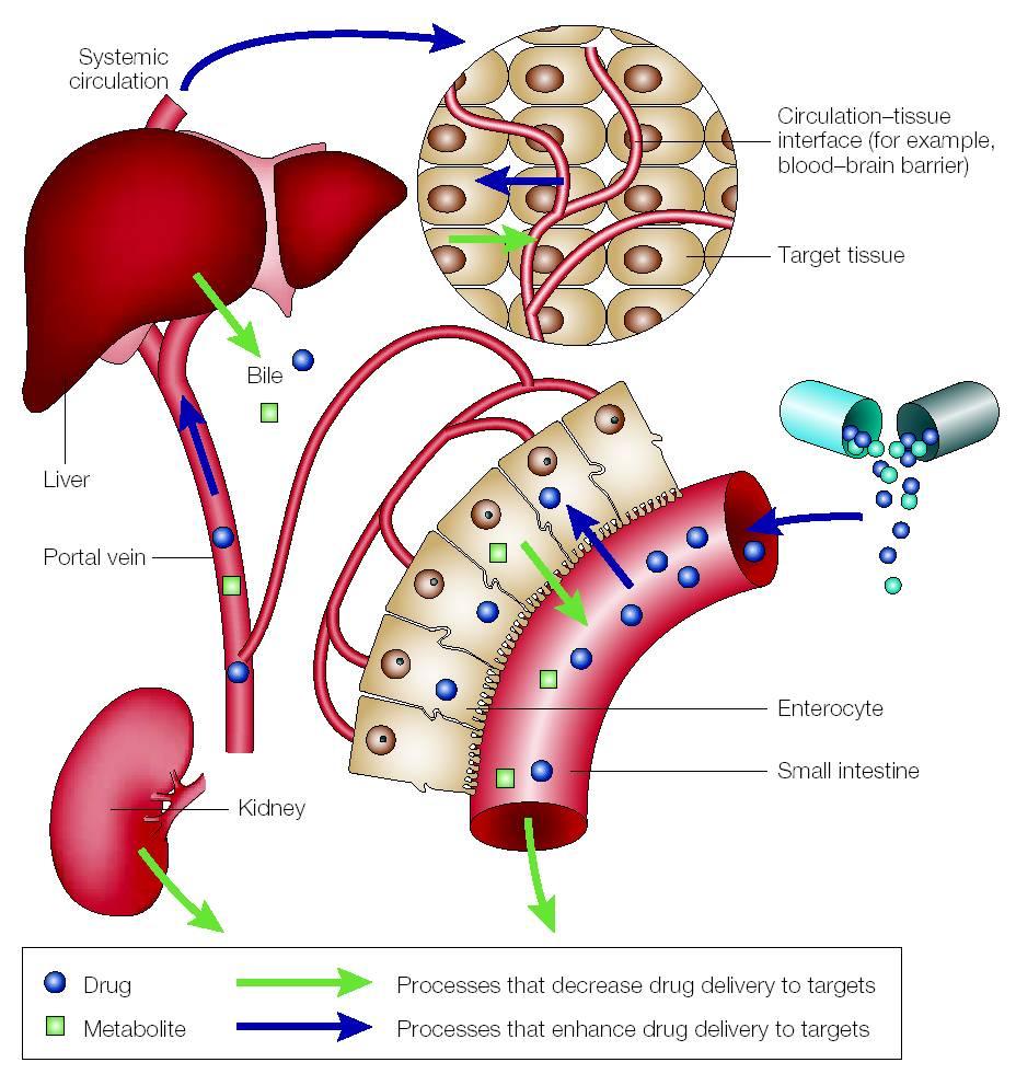 P-glykoproteiini P-glykoproteiinin merkitys - rajoittaa