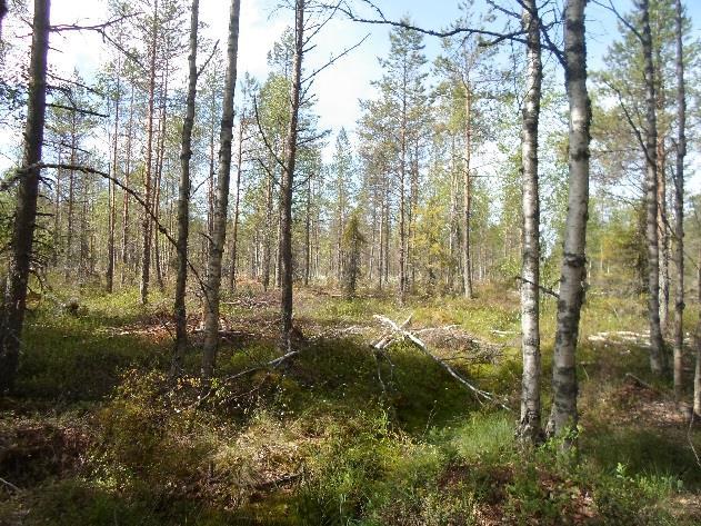 Kiviniemen pohjoispuolella aina suunnittelualueen rajalle on tasaikäistä mäntyvaltaista sekametsää.