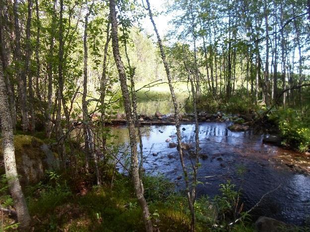 1, 5,3-7.0 ug/l). Rehevyystasoltaan Roukajärvi on rehevä. Väriluku on 172 (90-330 mg Pt/l). Kokonaisfosfori on tutkimusten mukaan 35 (17-50 µg/l). Vesistöön on istutettu pohjasiikaa.