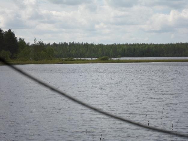 Suoniemen asutuksen itäpuolella ranta on soistunutta ja puusto puhdasta männikköä. (loma-asuntoalue ja niemen itäranta mm veneiden laskupaikka eivät ole suunnittelualuetta).