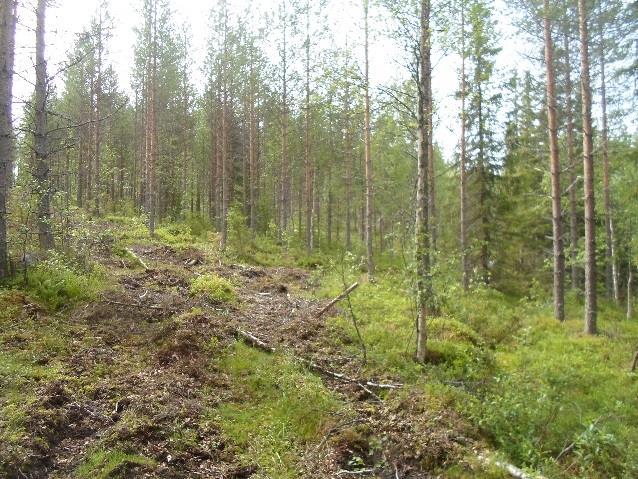 mäntyvaltaista, harvennettua sekapuustoa.