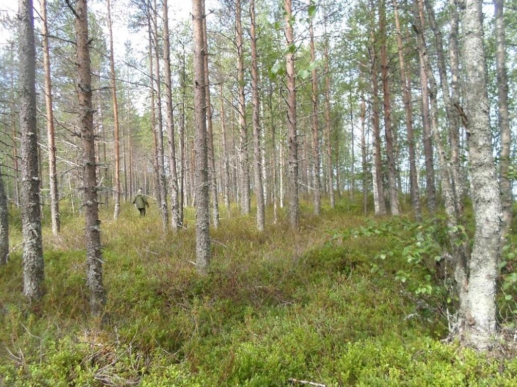 Lännempänä kasvillisuus on nuorehkoa mäntyvaltaista sekapuustoa, Kenttäkerroksen valtalajit ovat mustikka, puolukka ja kosteimmilla paikoilla myös lakkaa ja suopursua.