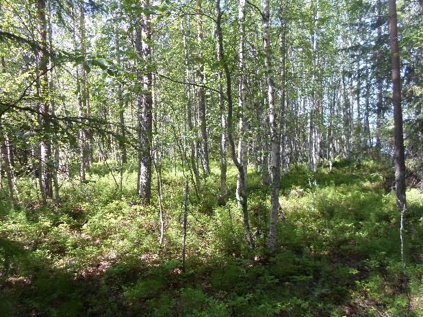 järven ympäristöstä poikkeava kenttäkerros: leinikki (sp.), mesiangervo, metsäkurjenpolvi, hiirenporras, ruohokanukka, metsälauha. Lisäksi uoman ympärillä on muutamia pystykeloja.