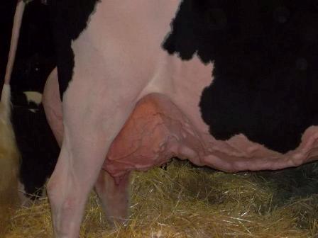 7 mahdollisimman lähellä emätintä (kuva 6). Utareen sijaitessa kintereen alapuolella on riski sairastua utaretulehdukseen korkeampi, kuin lehmällä jonka utare sijaitsee kintereen yläpuolella.