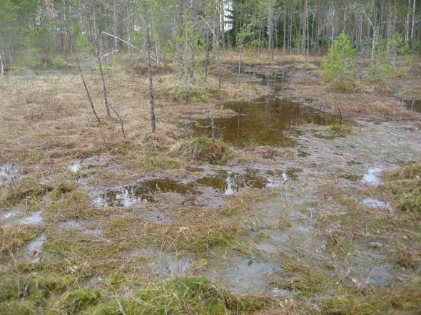 Suositus: Liito-oravien esiintyminen alueella tulee ottaa huomioon maankäytön suunnittelussa ja metsänhoidossa.