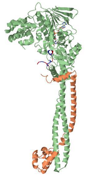 7 1 JOHDANTO RCOR2 on verrattain vähän aikaa sitten tunnistettu proteiini, jonka tarkkoja toiminnallisia mekanismeja ei vielä tarkkaan tiedetä.