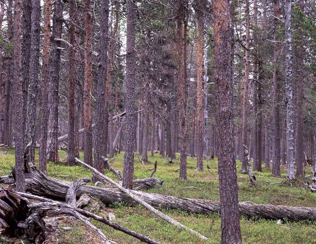 ALUEEN LUONTO JA TÄHÄNASTINEN KÄYTTÖ 2 Luonto, historia ja nykyinen käyttö 2.1 Yleiskuvaus Lemmenjoen kansallispuisto edustaa nykyisessä laajuudessaan monipuolisesti Pohjois-Lapin luontoa ja maisemia.