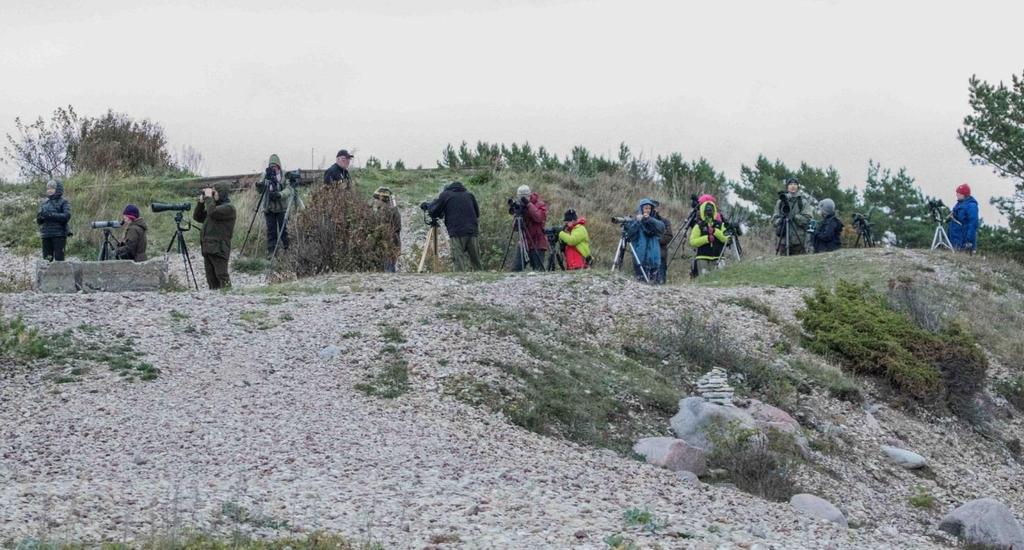 Havainnointia Ristnan niemellä. Valok. Raimo Vetri. Myös Ristnan rannoilla riitti nähtävää. Kauempana havaittiin kahlaajaparvi jota lähdimme varovaisesti lähestymään.