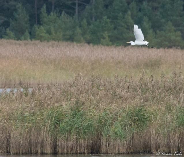 Tosin lautan alkopuoti ammotti tyhjyyttään ja Vana Tallinnaa oli hyllyssä yksi ainokainen pikkupullo. Perillä Hiidenmaalla ensimmäisenä kohteena oli Vaemlan villatehdas.