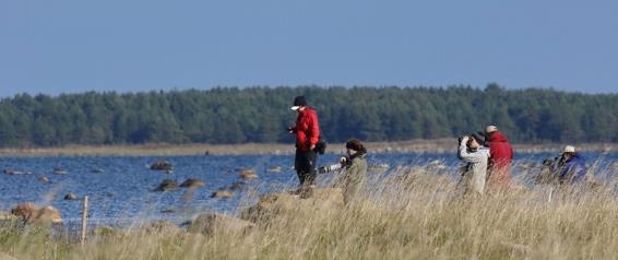 Luidjan lahden matalia rantoja koluamassa. Valok. Esa Heinänen.