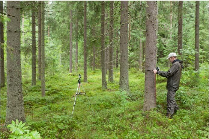 lähtien - Tietosisältönä nykyisin: metsävarat puuston määrä, kasvu ja laatu maankäyttö ja metsien omistussuhteet