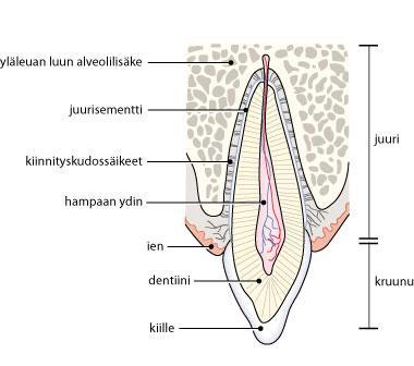 15 kehossa. Heti kiilteen alla on dentiini eli hammasluu. Se on hampaan perusrunko. Dentiini on yhtä kovaa, kuin ihmisen muukin luusto. Hampaan kruunuosan alla ikenen peitossa on hampaan juuret.