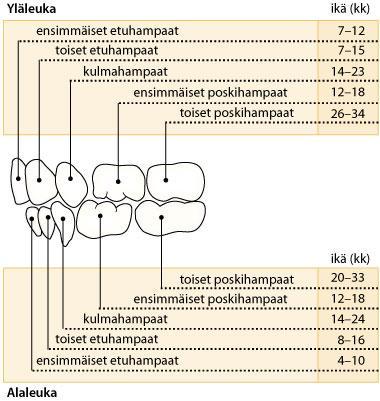 18 KUVA 4 Maitohampaat (Honkala 2015) Pysyvän hampaan puhjetessa se kasvaa ja työntyy kohti omaa paikkaansa.