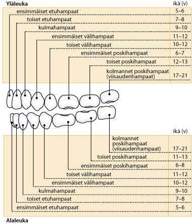 19 KUVA 5 Pysyvät hampaat. (Honkala 2015) 3.3 Hampaiden hoito Bakteeritautien leviäminen tapahtuu syljen välityksellä.