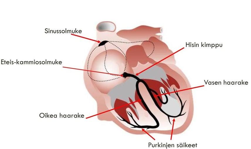 5 Kuva 1. EKG: N TULKINTAA (Hyttinen 2016). Terveessä sydämessä sinussolmuke tahdistaa sähköisen toiminnan koordinoidusti.