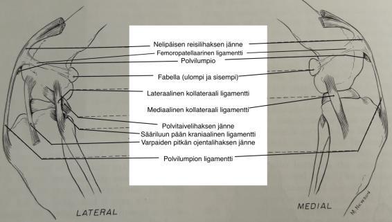 Kuva 1. Koiran fabellat ja polven ligamentit lateraalisessa ja mediaalisessa näkymässä. Mukaelma kuvasta kirjassa Evans 1992.