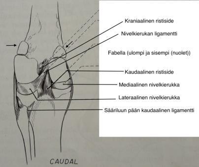 Kuva 2. Koiran fabellat ja polven ligamentit kaudaalisessa näkymässä. Mukaeltu kuvasta kirjassa Evans 1992.