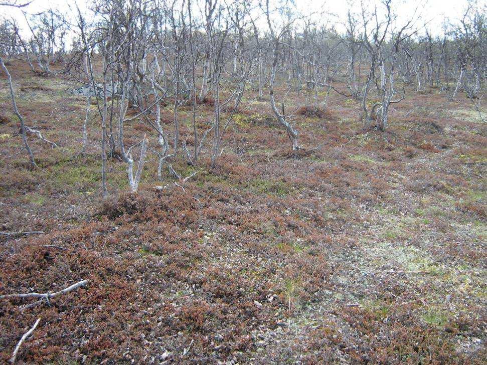 Tunturi-ja hallamittarin tuhoalueet Paistunturinand and Kaldoaivinalueilla Vuonna 2008 määritetty