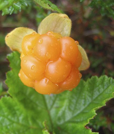 HJORTRON Rubus chamaemorus LAKKA, HILLA Kännetecken Hjortronet är en flerårig tvåbladig och enblommig växt som är mellan tio och 25 centimeter hög, och dess jordstam är slingrande.